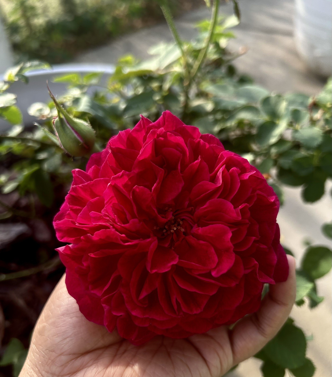 Ausbernard Shrub Rose Plant UNROOTED CUTTINGS 3 Fresh Cuttings 6” LONG