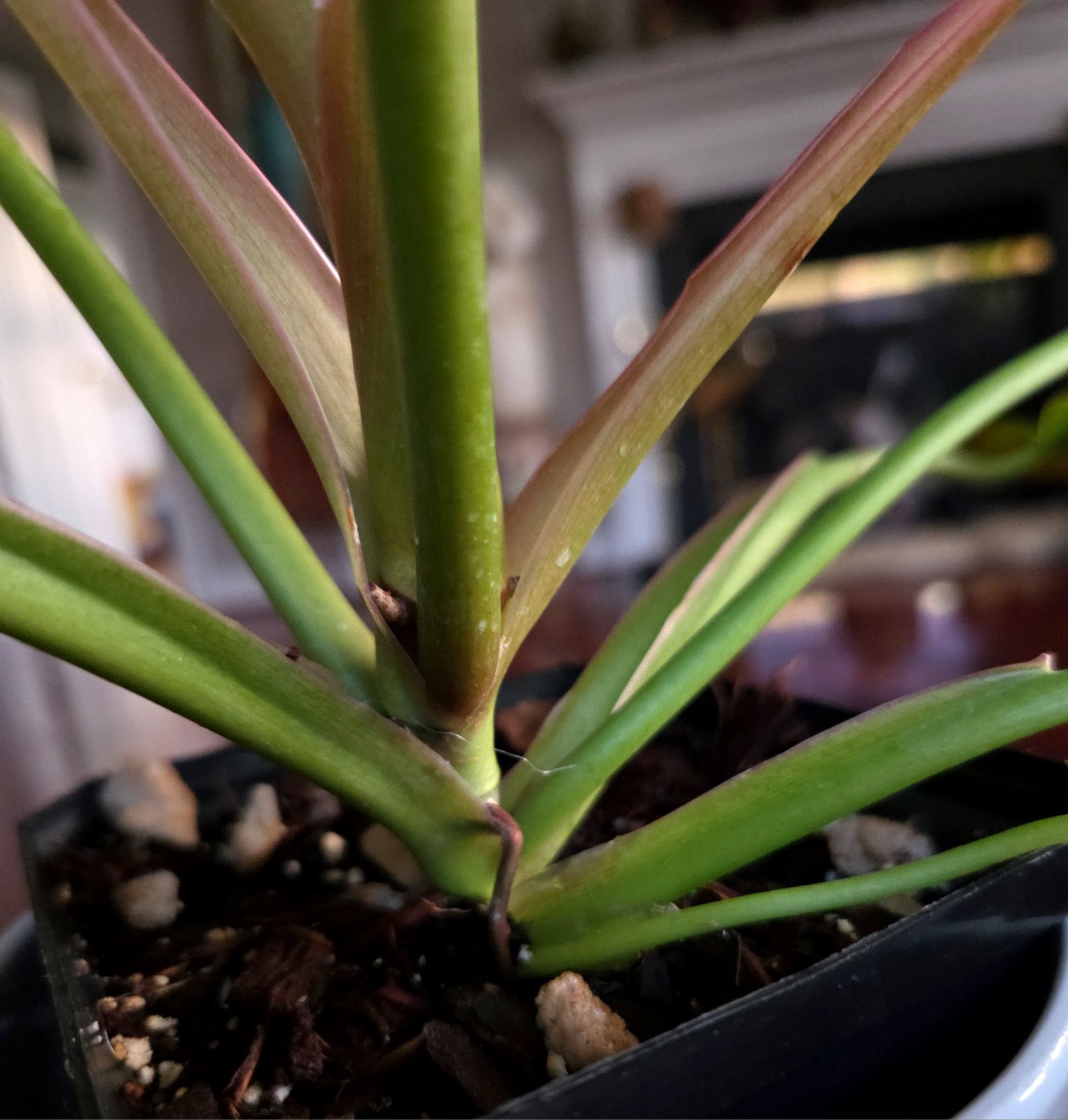 RARE Philodendron Billietae X Sagittafolium Pink Flushed 21″ Wide Not Monstera