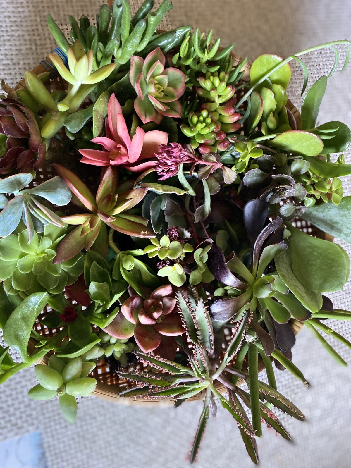 20 Assorted Organic Succulent Cuttings, Plus 2 free cuttings, $17.99