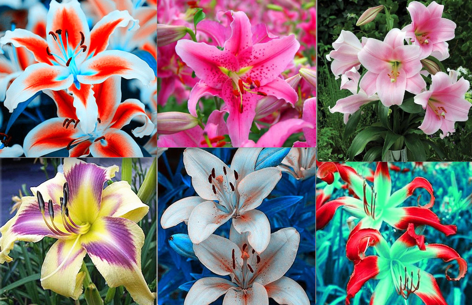 20 SEEDS for MIXED COLORS LILY RARE flower Bloom exotic garden plant USA Seller