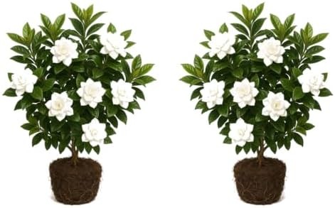 2-Pack Jasmine Gardenia August Beauty Live Plant – Shrub, Outdoor, Partial Sun