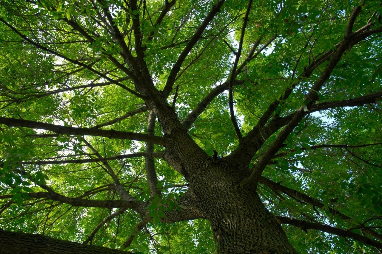 20 White Ash tree seeds