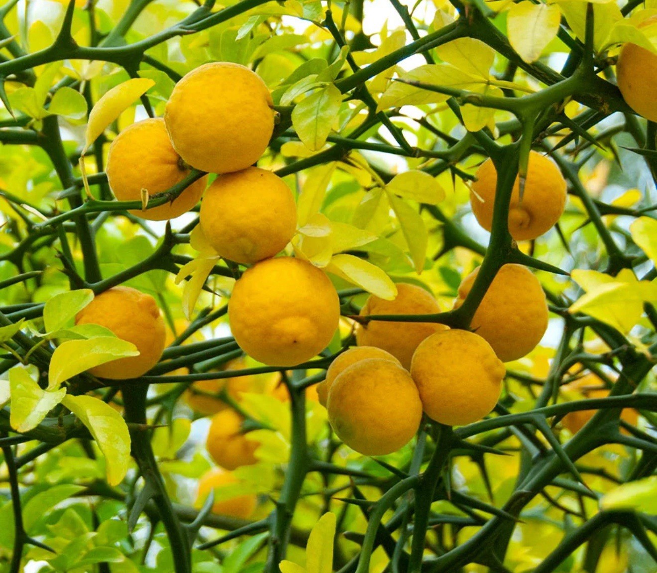 2 LIVE PLANTS HARDY ORANGE FRUIT TREE SEEDLINGS TRIFOLIATE FLYING DRAGON CITRUS