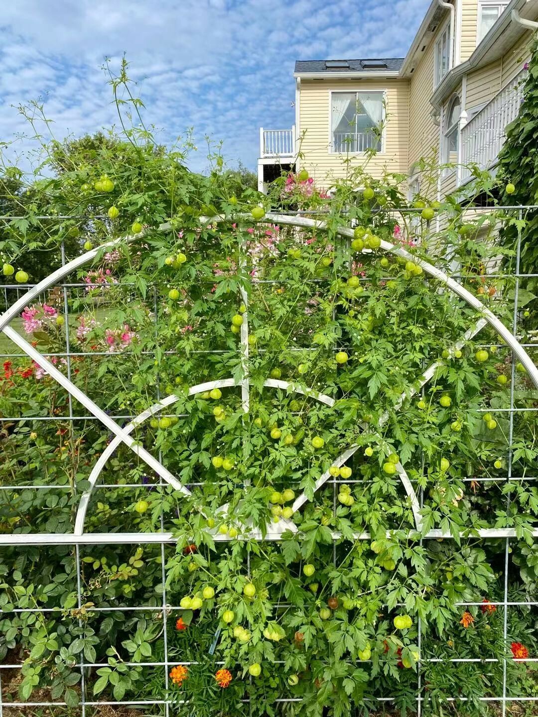 Balloon Vine( Love in a Puff) Seeds  25 Seeds