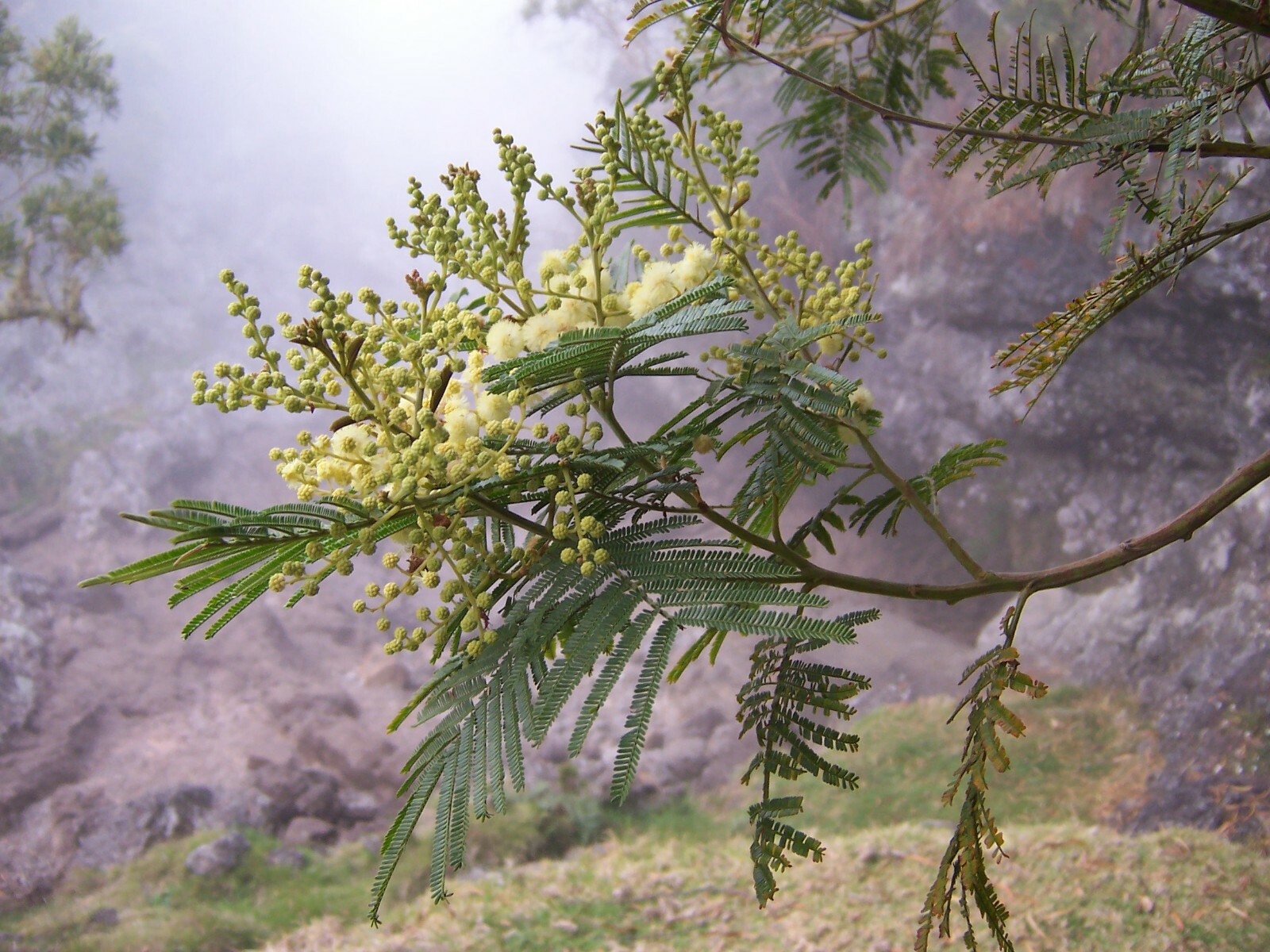 100 Acacia mearnsii Seeds ~ Black Wattle Seeds