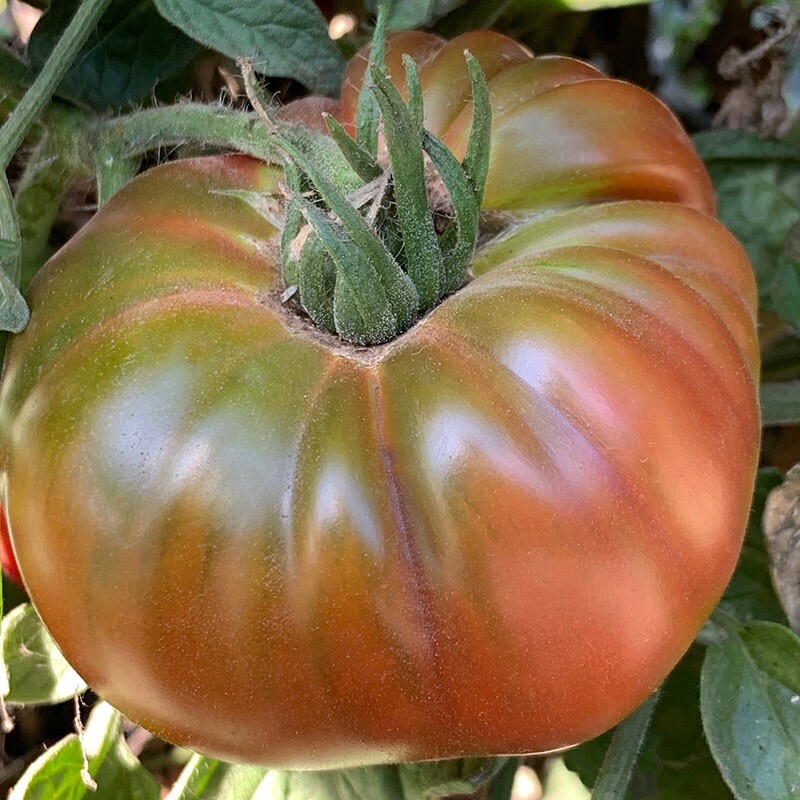 Black Pineapple/ Ananas Noire Tomato Seeds | Organic | Rare