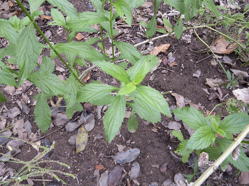 100 True Vervain Seeds – Verbena officinalis – Medicinal Herb and Lovely Flower!
