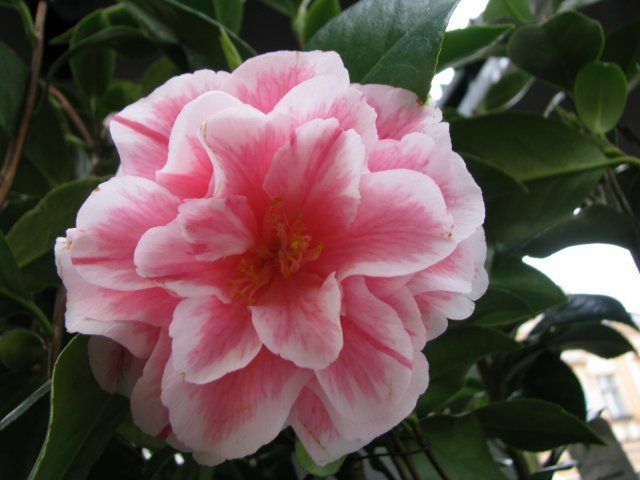 **HERME PINK**Bicolor Bloom** Camellia Japonica-Live Starter Plant -USA Seller-