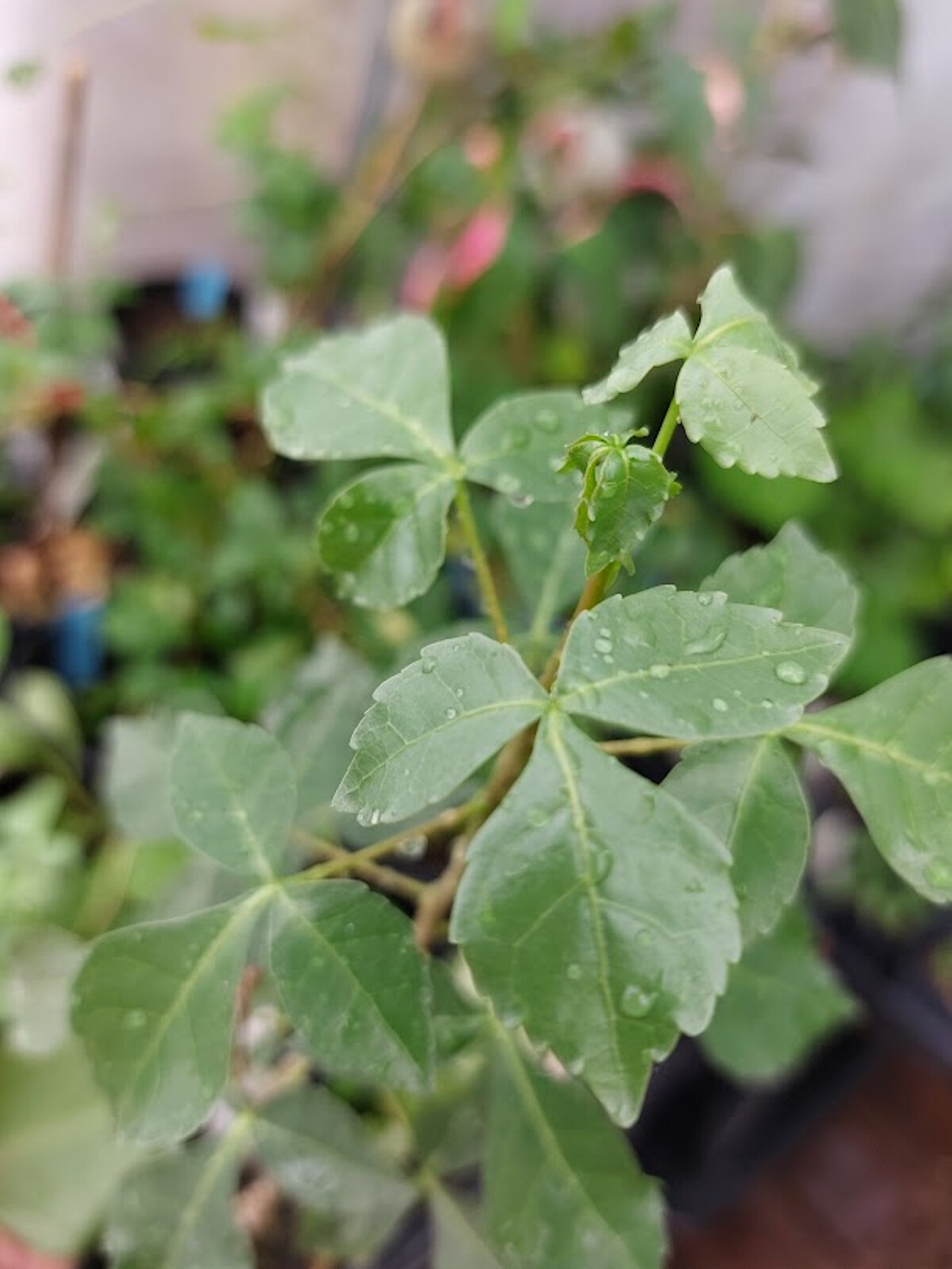 5 Seeds Commiphora berryi Balm of Gilead -Tropical Container Garden Seed Pack