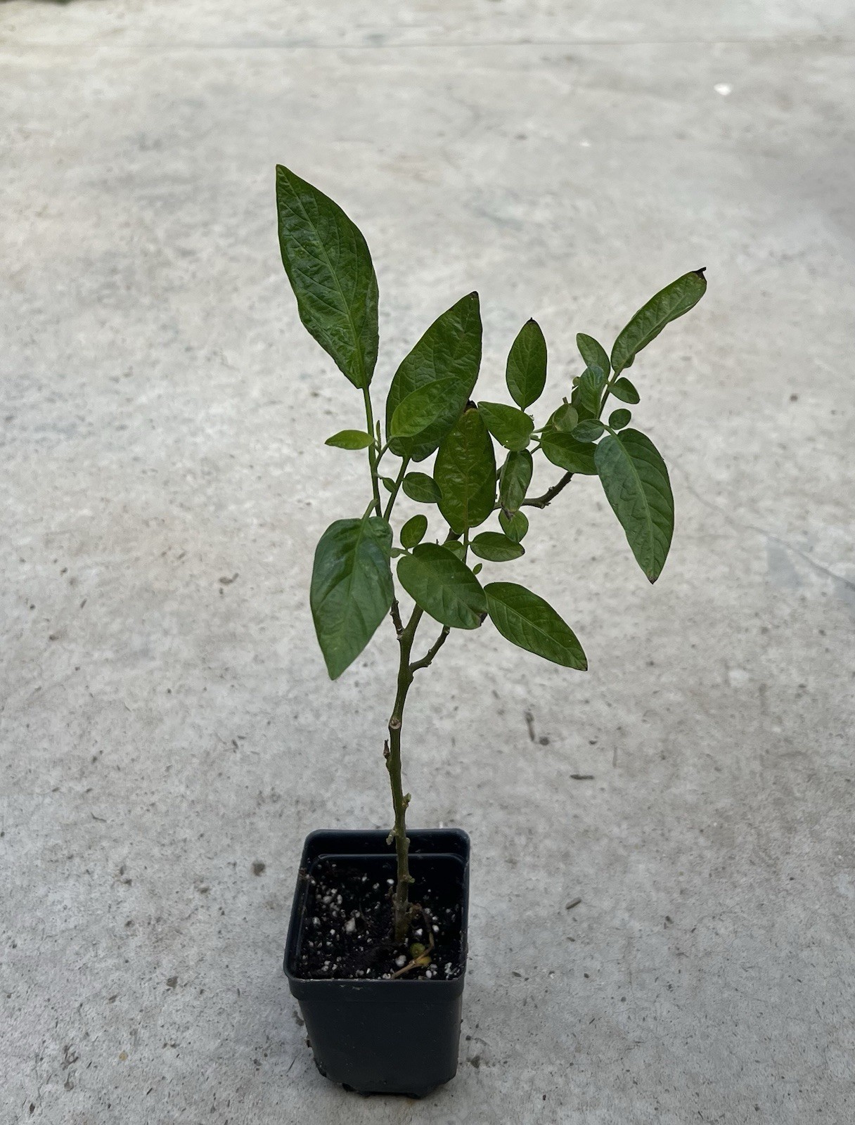 1 Pepino Melon Cutting 8” Golden Sweet Ginseng Fruit Live Plant