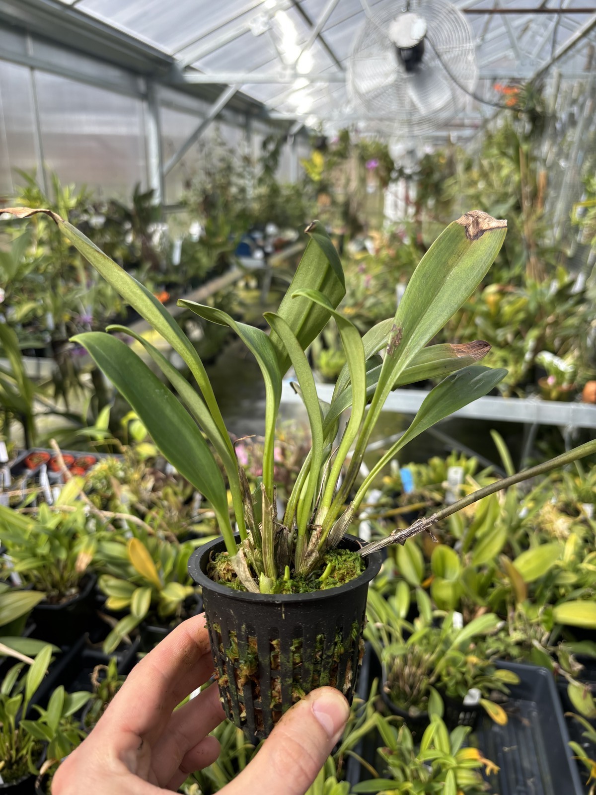Masdevallia corniculata rare orchid species bloom size in SPIKE