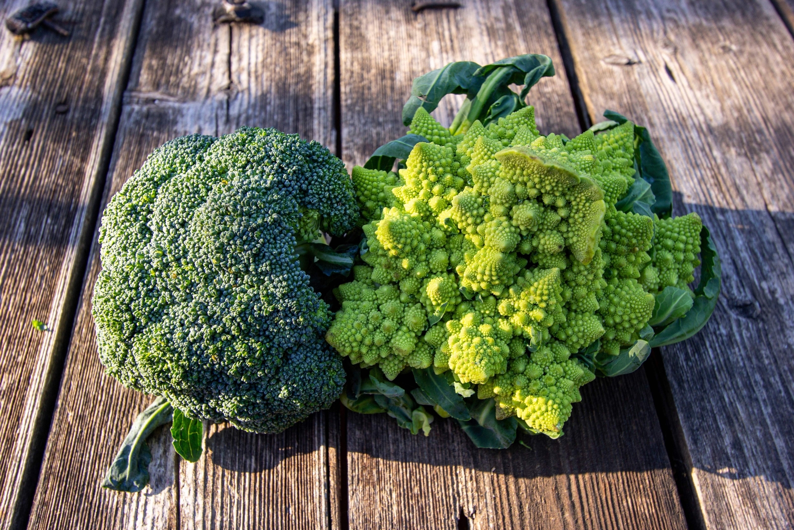 500 ROMANESCO BROCCOLI Broccoflower Cauliflower Brassica Vegetable Seeds *FlatSH