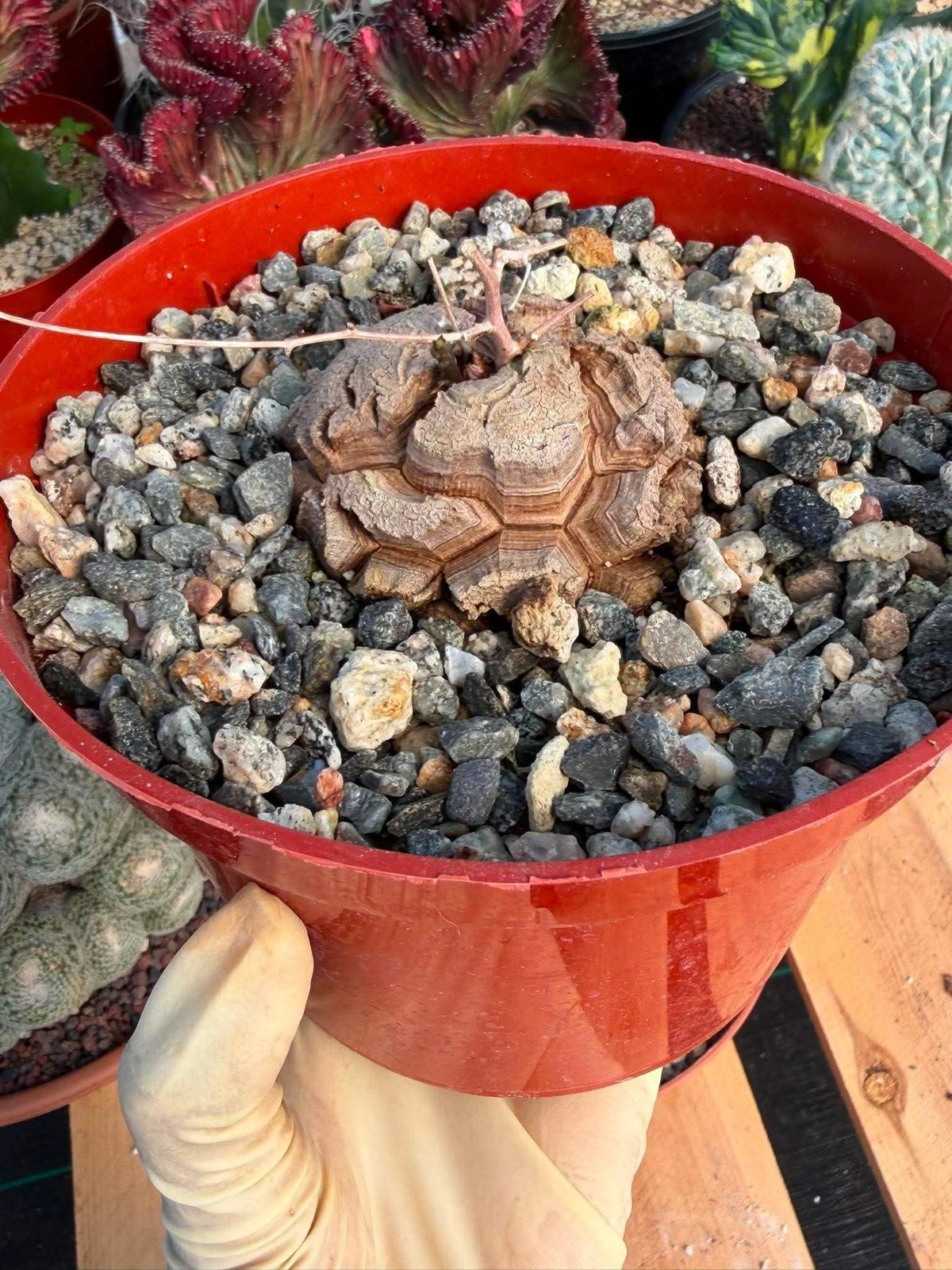 Dioscorea Elephantipes – Rare Turtle Back Caudex Succulent Plant Collector’s #28