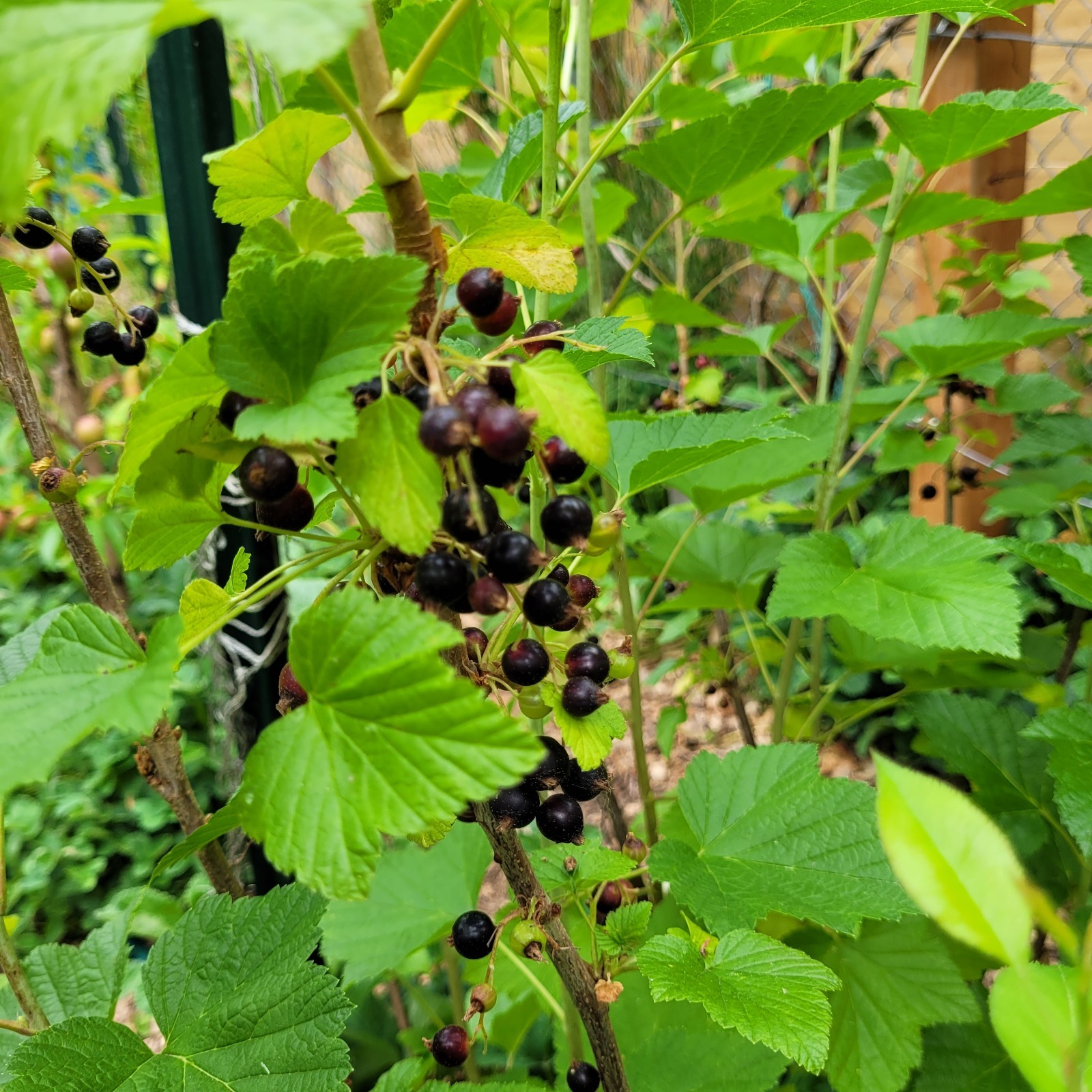 6 Black Currant Ribes Nigrum Fresh Helathy Cuttings Unrooted Zones 3-8 Hardy