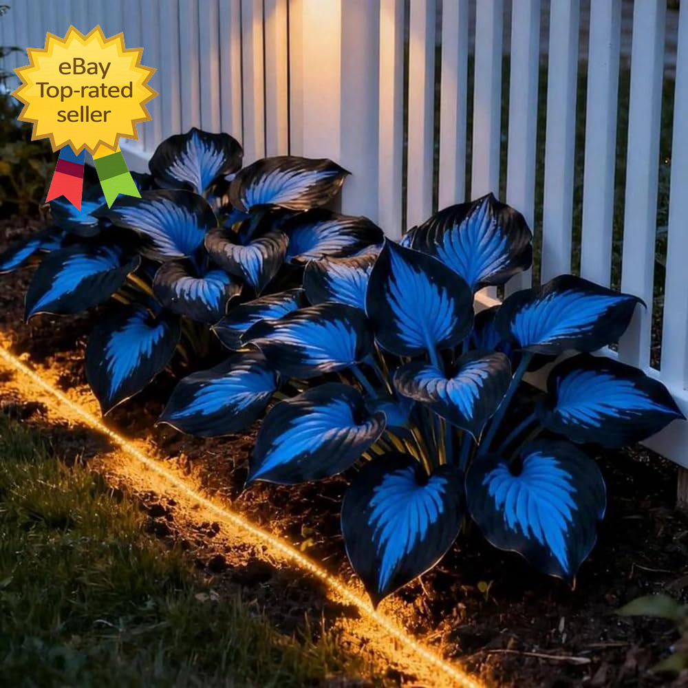 220 Hosta Seeds Perennial Shade Garden Plants Rare Low Maintenance Flower Seeds