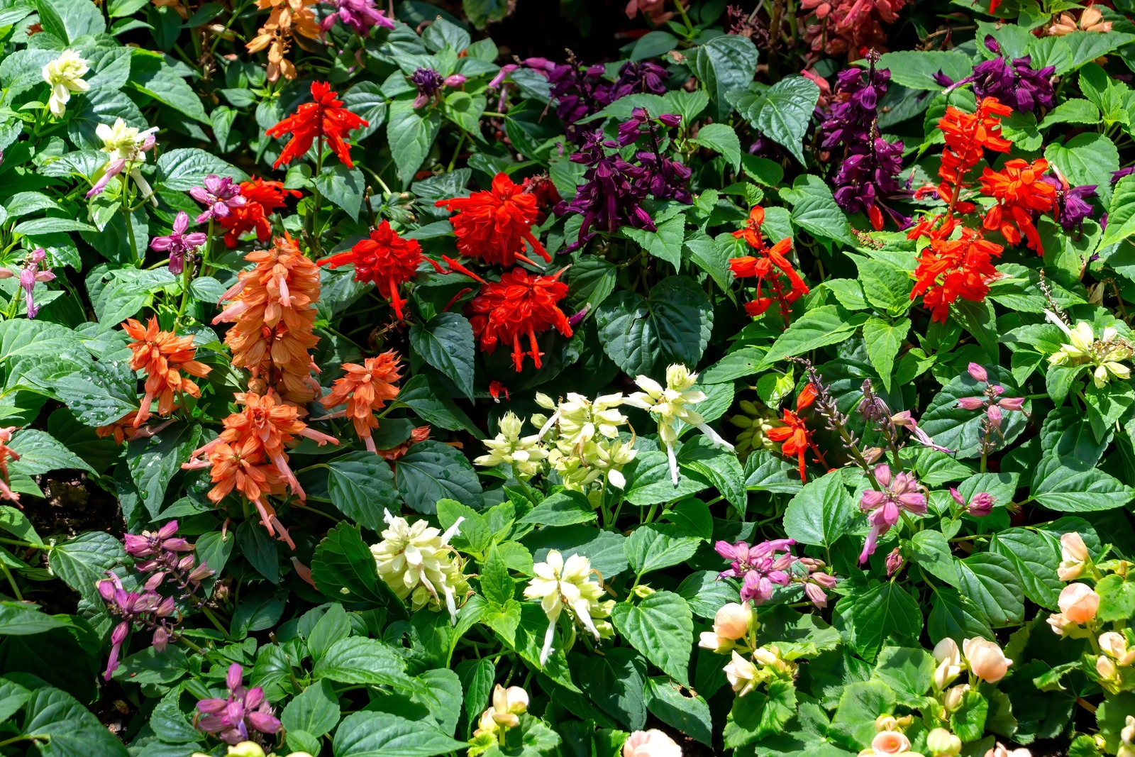 100 PALISADES MIXED COLORS SALVIA Viridis Horminum Sage Flower Seeds *Flat S/H