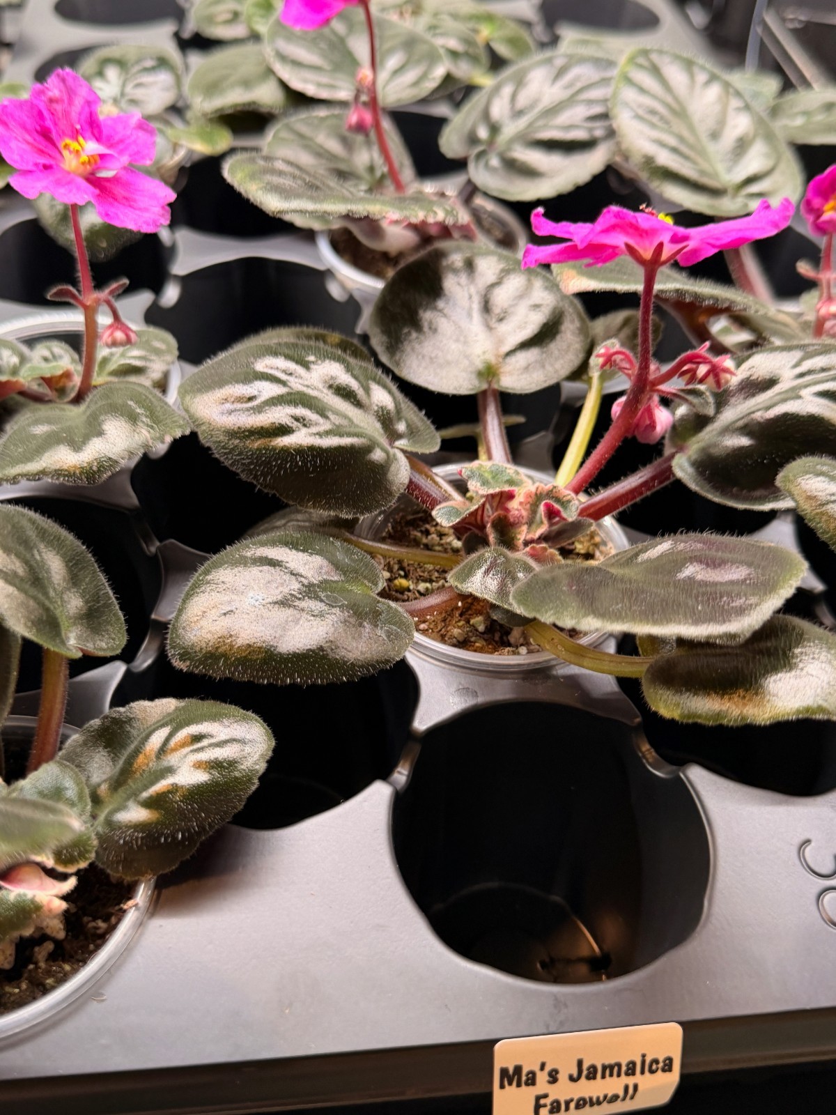 African Violet Plant Ma’s Jamaica Farewell Starter Plant Standard