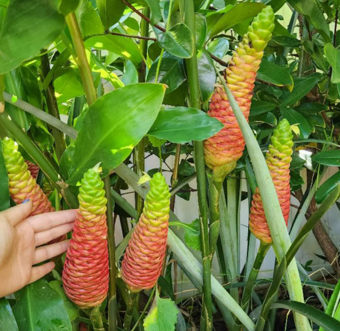 2 Live Shampoo Ginger Plants (Zingiber zerumbet) – 4-6″ Tall – No Pot