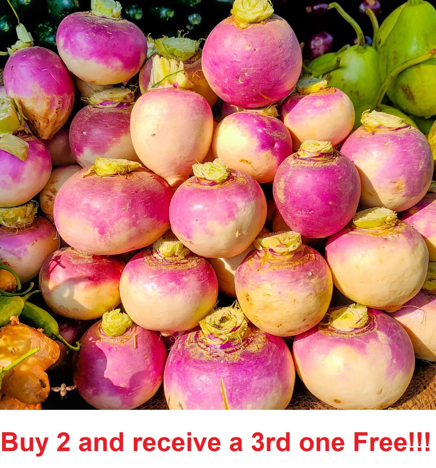 200 Purple Top Turnip Seeds Non-GMO Heirloom Fresh Garden Seeds