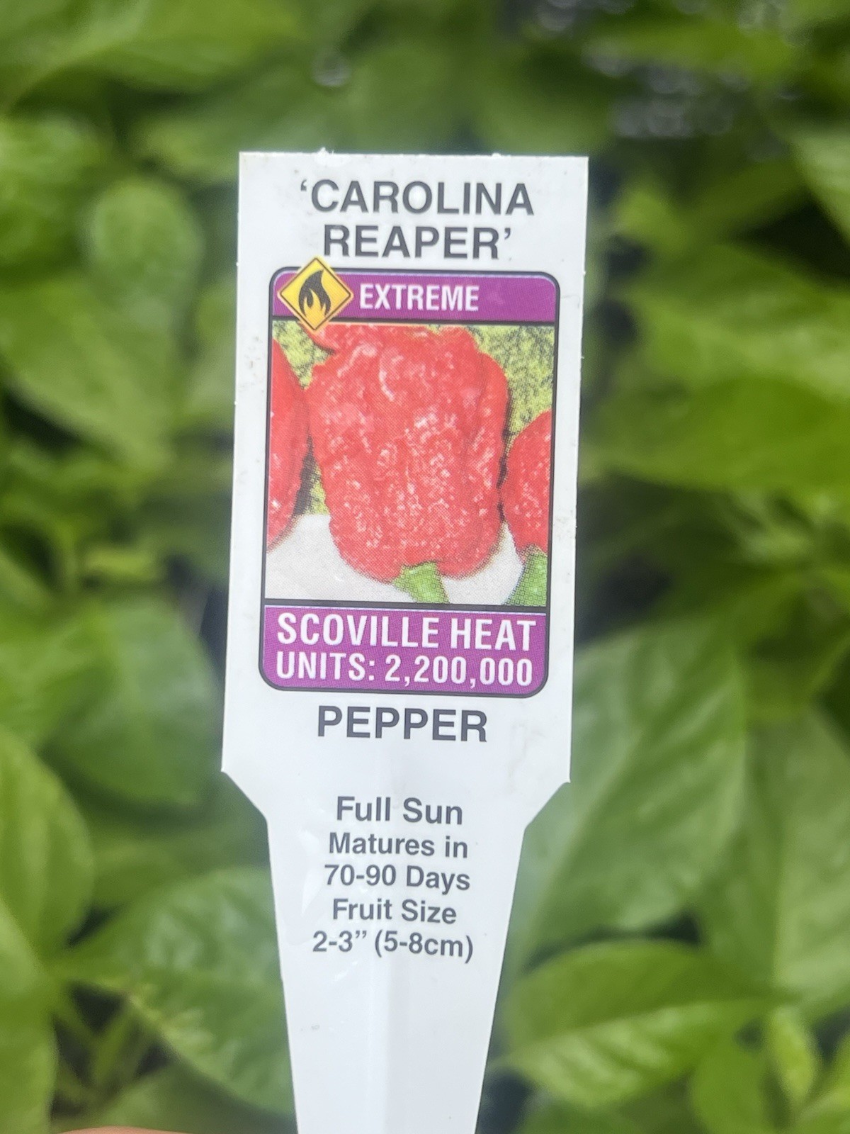 3 Live Plants Extremely Hot CAROLINA REAPER Pepper SHU 2,200,000