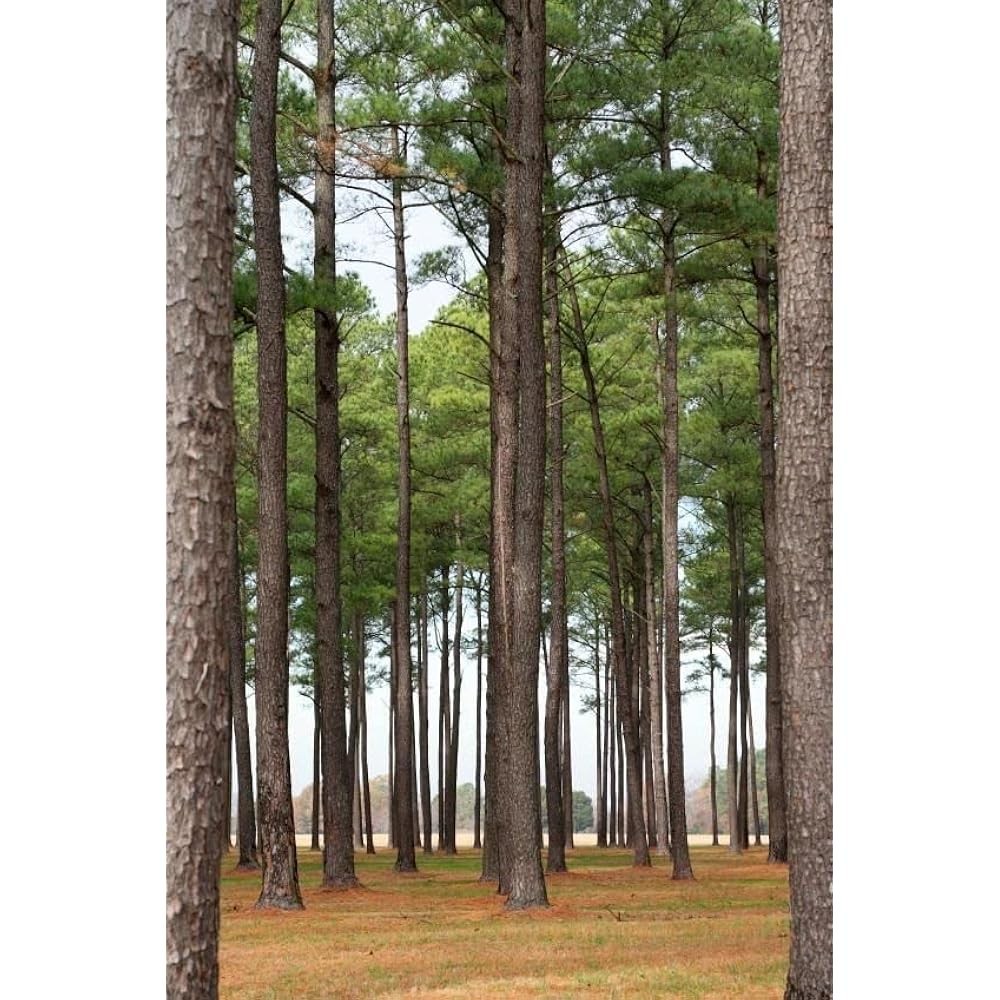 50 Loblolly Pine Trees $3 each FREE SHIPPING