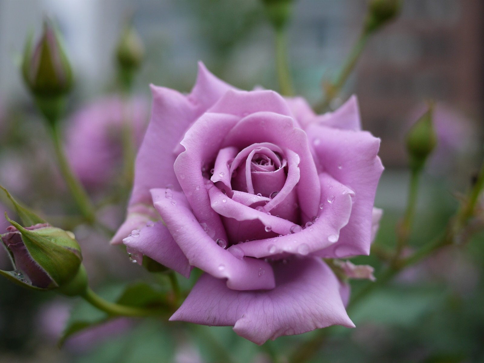 30+ Seeds| Light Purple Perennial Flower Rose Seeds #1084