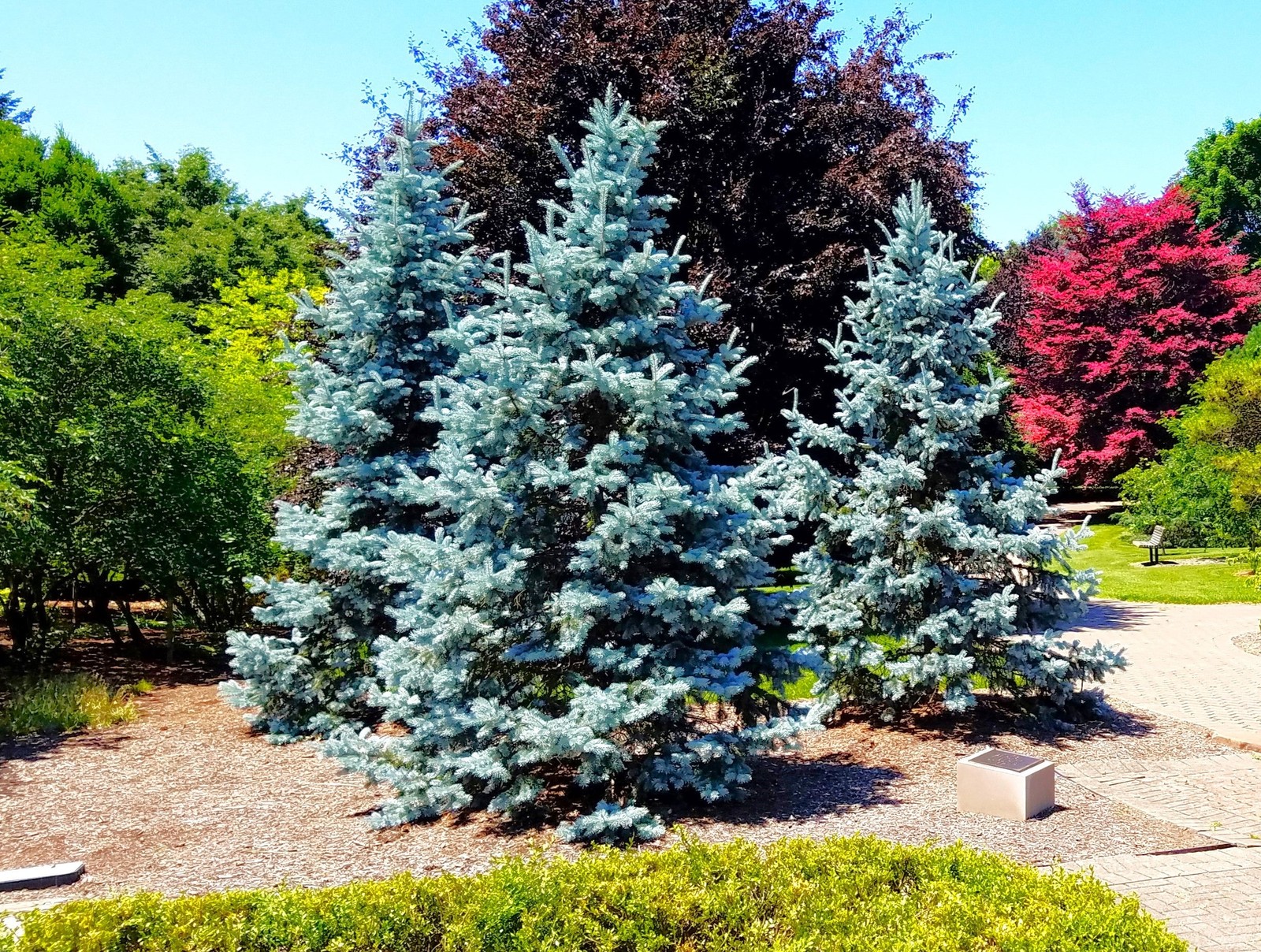 Colorado Blue Spruce Tree Seeds – For 2026 Planting Cold-Hardy Green Evergreen