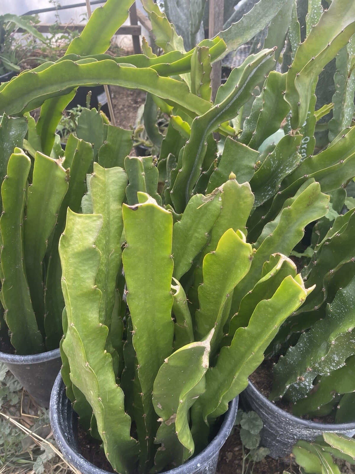 Mature Cuttings On “ASUNTA 5” Variety! 12-17 Inch Long
