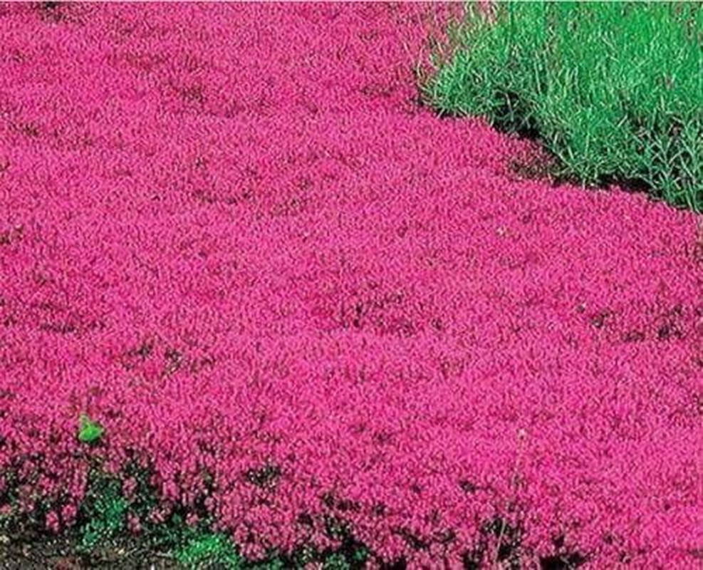 20000+ Red Creeping Thyme Seeds Ground Cover Plant Seeds Perennial- Non-Gmo Heir