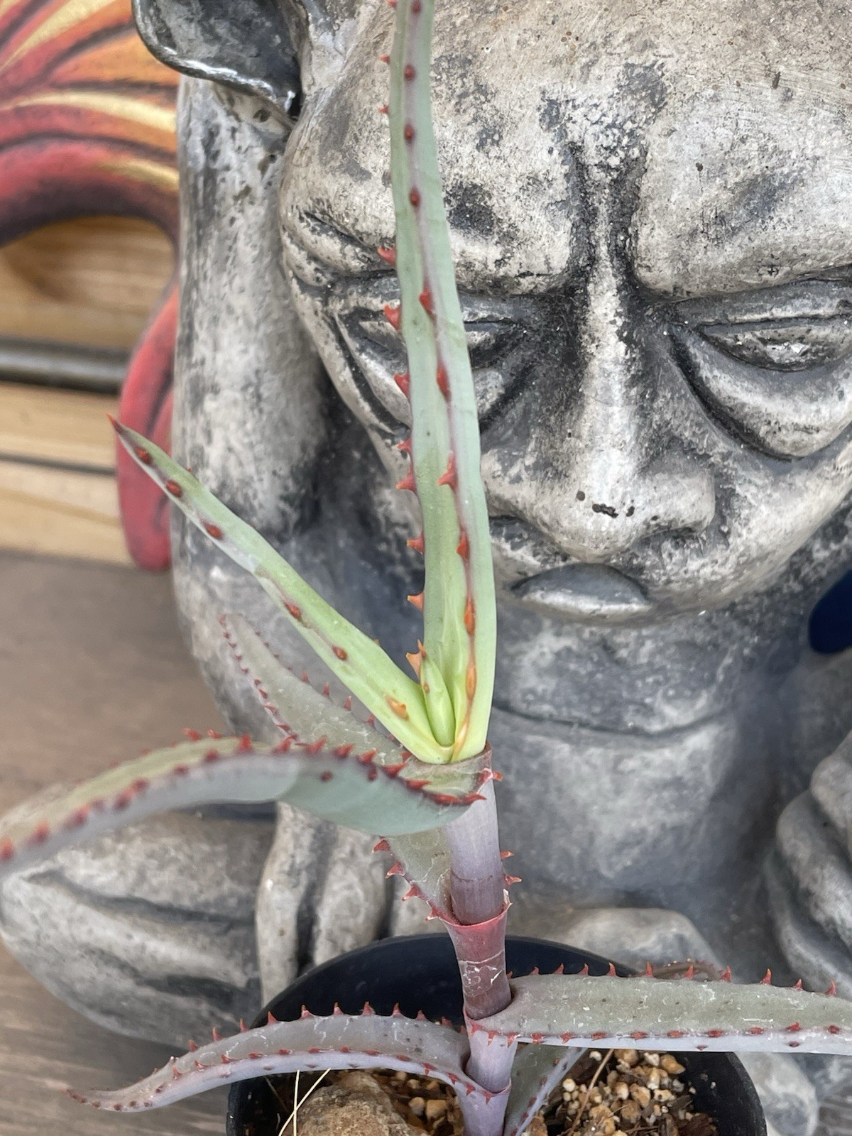 Aloe DIVARICATA — “Mr. Toothy” rare aloe seedling — SEED GROWN!!
