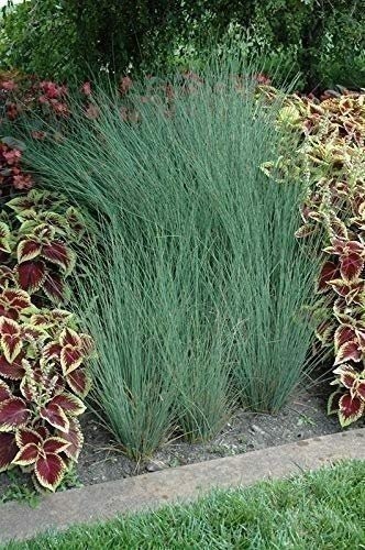 Blue Arrow Rush Grass | 2 Inch | Juncus inflexus | Ornamental Border Plant