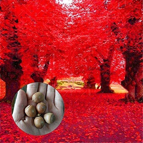 Red Oak Tree Seeds for Planting | 5 Seeds | Highly Prized for Bonsai, Red Oak Tr