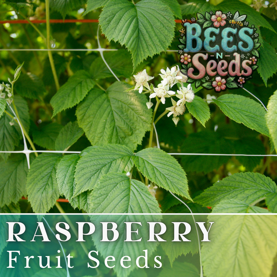 Starling Raspberry Seeds 125, 300, 750 Seeds Fruit Seeds, Non GMO, Bulk Seeds