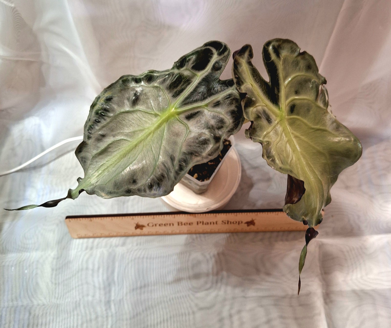 Alocasia Venom – Emergent Leaf 6″ Long – Fully Rooted – Corm Grown – Stunning!