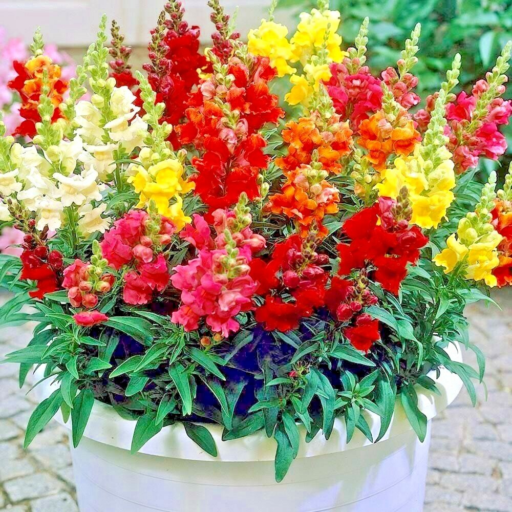 2000+SNAPDRAGON TETRA MIX Flower Seeds Spring Fall Garden Patio Container Easy