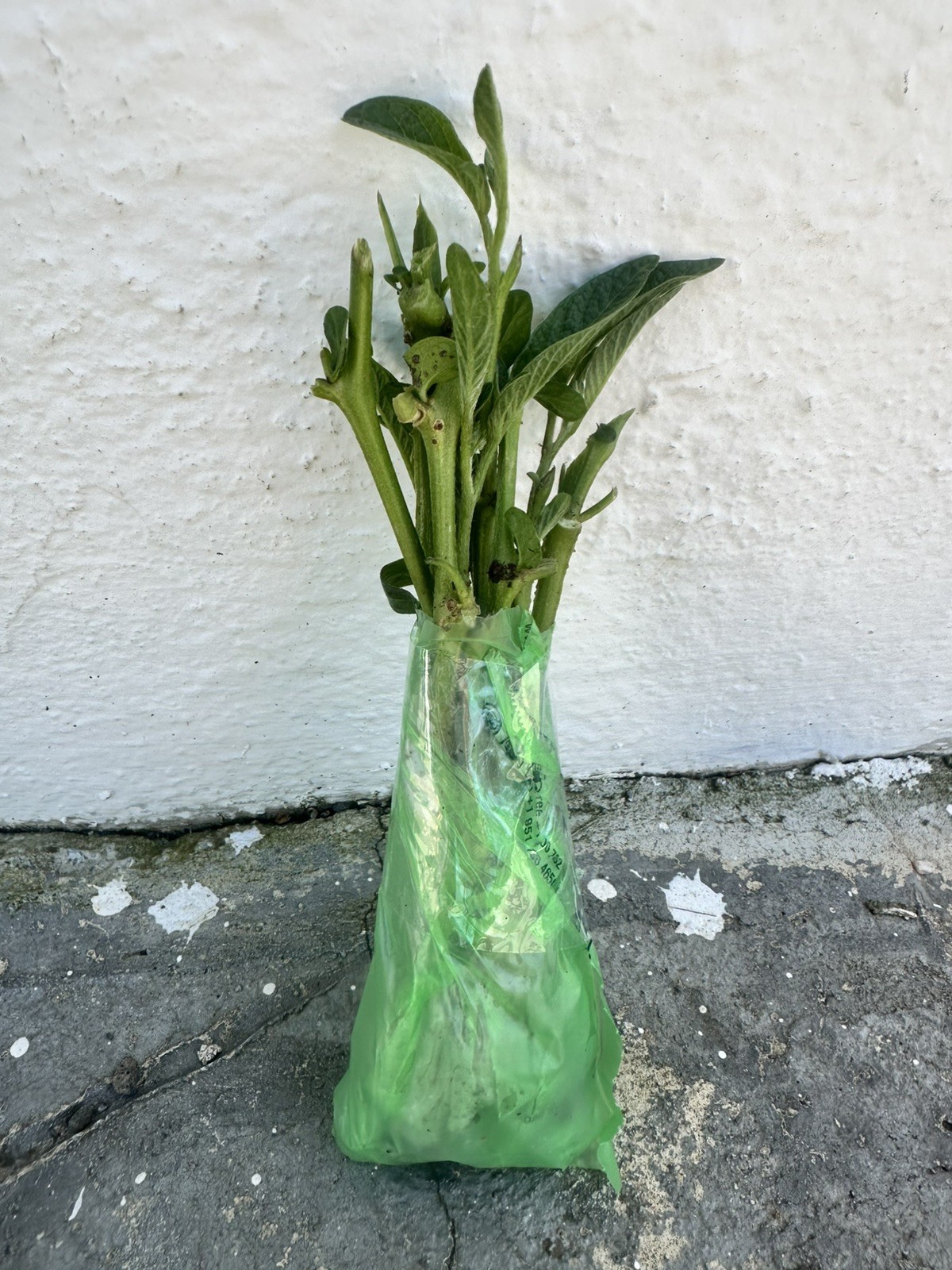 6x Pepino Melon Fruit Stem Cutting Plant