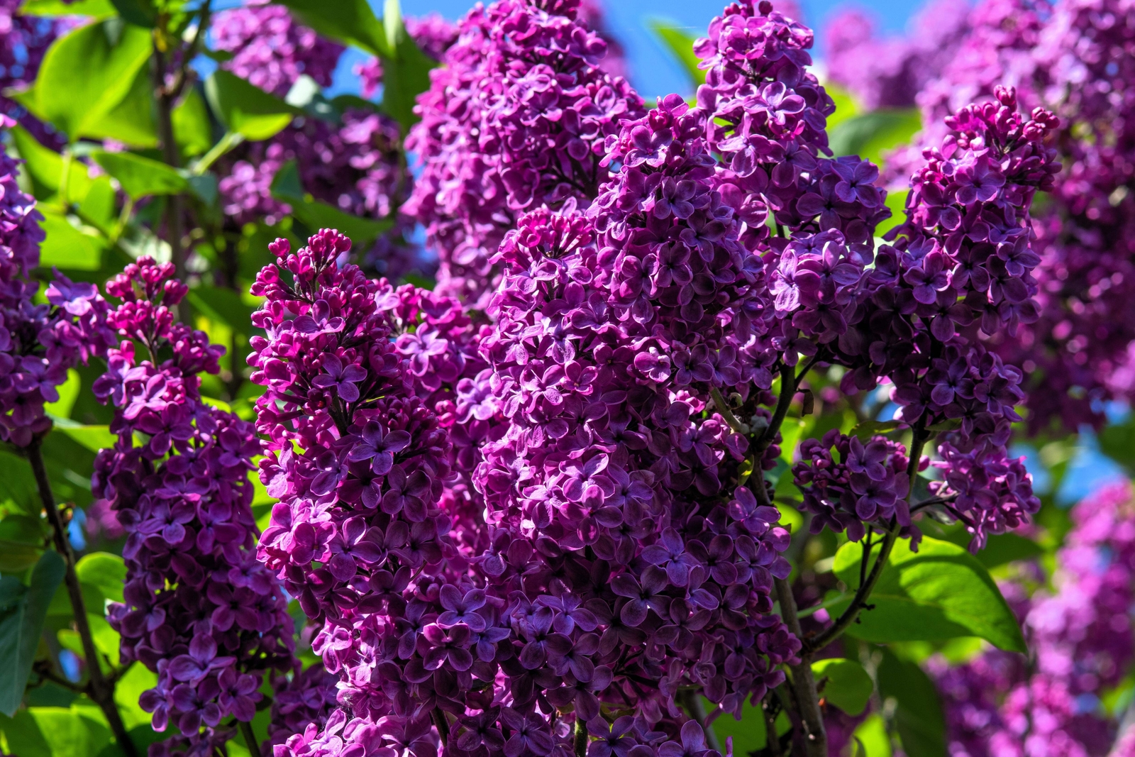 25 FRENCH / Old FASHIONED LILAC Syringa Vulgaris Flower Shrub Bush Seeds