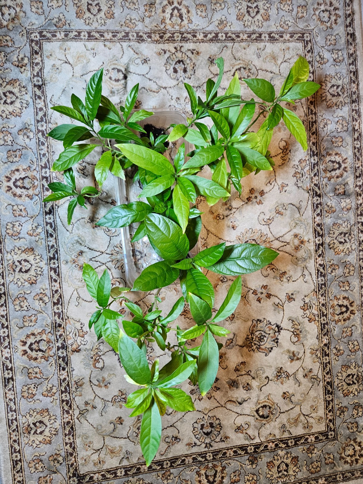Night Blooming Jasmine Cestrum nocturnum 4 Well-Rooted Live Plants 12 to 18″