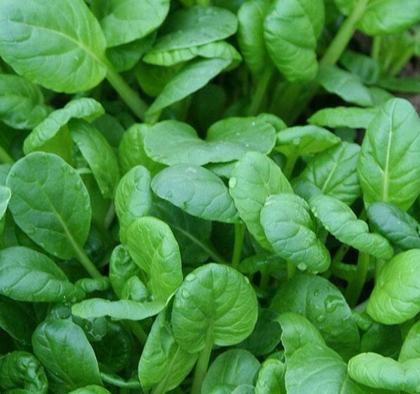TATSOI MUSTARD SEEDS 500+ ASIAN CULINARY microgreens GARDEN salads FREE SHIPPING