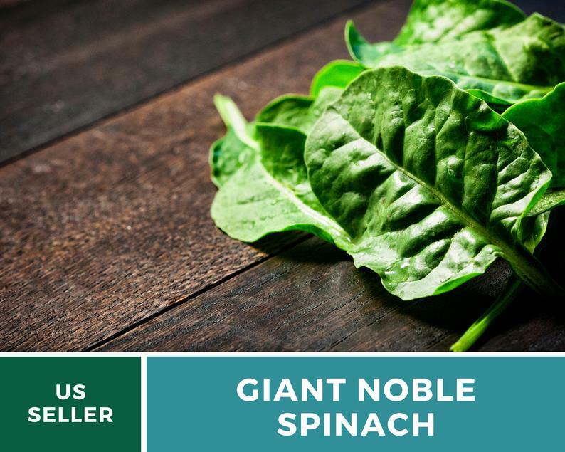 Spinach, Giant Noble – 150 Seeds – Grow all year – Heirloom – Non GMO