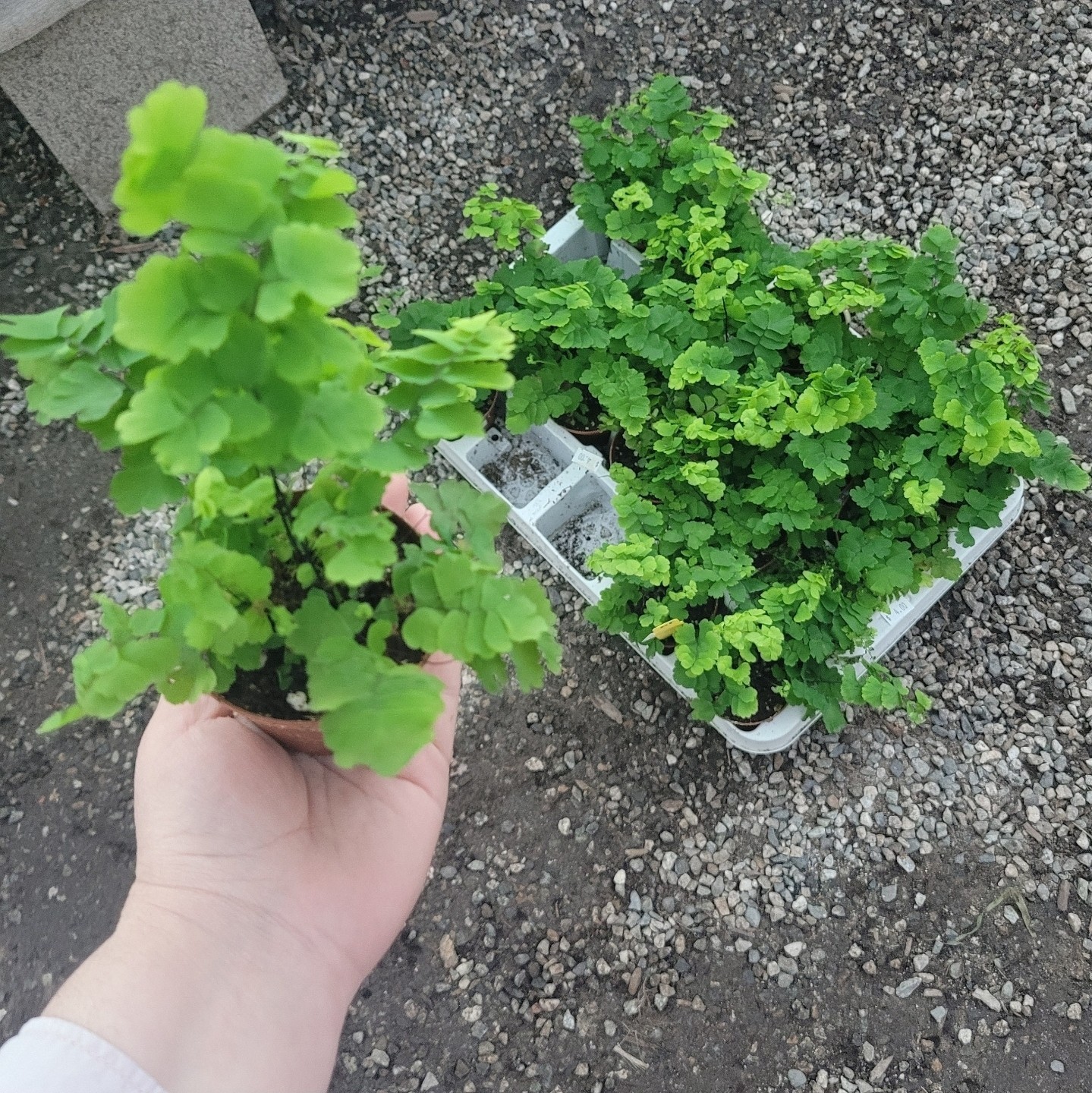 Pacific Maidenhair Fern | Adiantum monocolor | 2in pot |