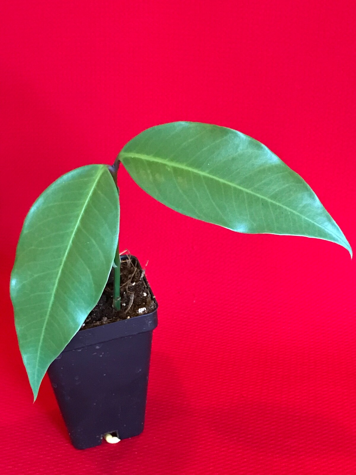 Gamboge Gourka Yellow Mangosteen Garcinia Xanthochymus Fruit Tree Potted Plant