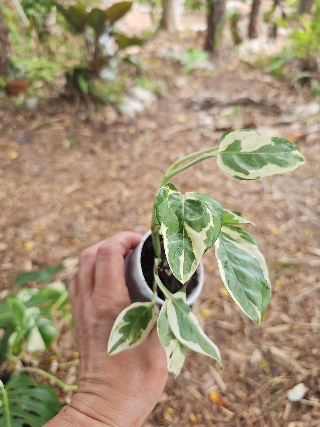Rooted Pothos N Joy Pearls and Jade Ivy Vine Live Plant in 2,5”pot Variegated