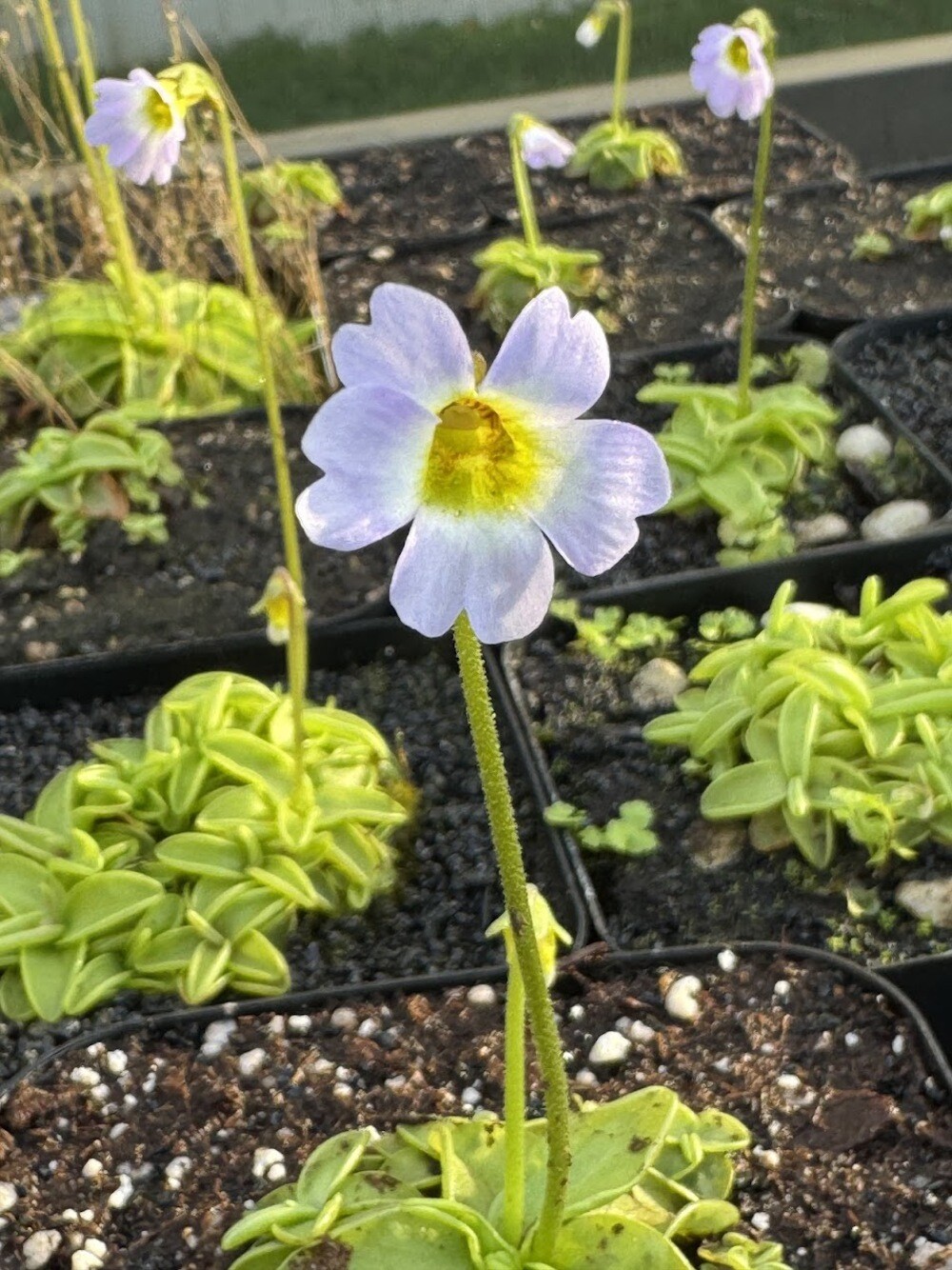 Primrose Butterwort (Pinguicula Primuliflora) in a 3.5″ pot