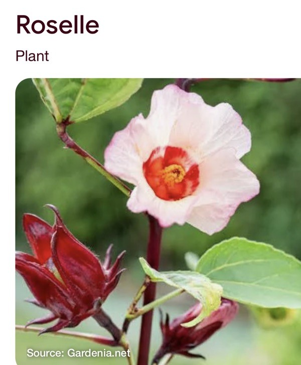 Red Roselle Live Plant