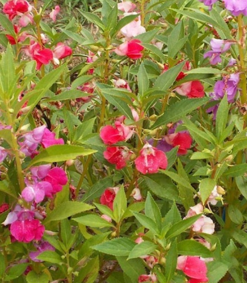 150+ Balsam Camillia Impaients Seeds **Fresh Seeds** ~~Free Shipping~~