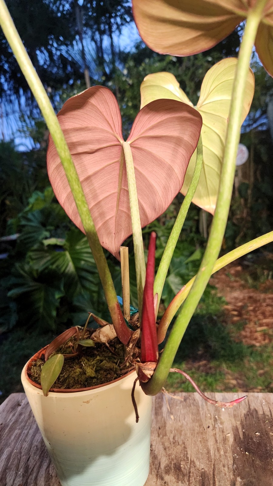Philodendron Summer Glory Plant in 5″ Pot 14″ Tall 20″ Wide
