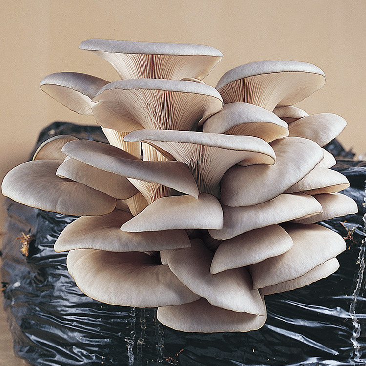 HK-35 Commercial Oyster Mushroom (Pleurotus ostreatus) Liquid Culture