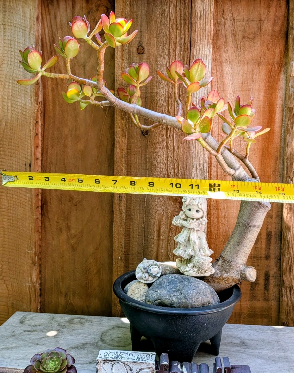 Jade Plant Thick Trunk Desktop Non Drilled Hole Bonsai @Door Pickup Zip Is 94538