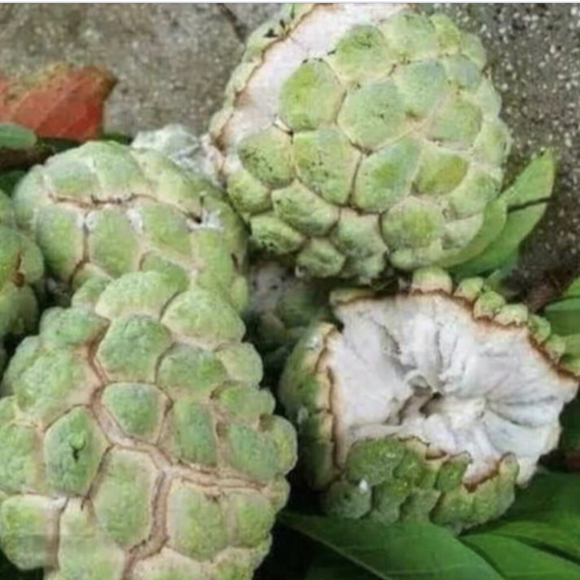 20 Seeds Sugar Apple Custard Apple Giant Seeds For Planting